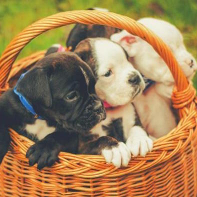 basket pups