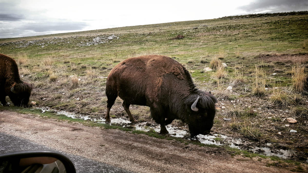 Antelope Island